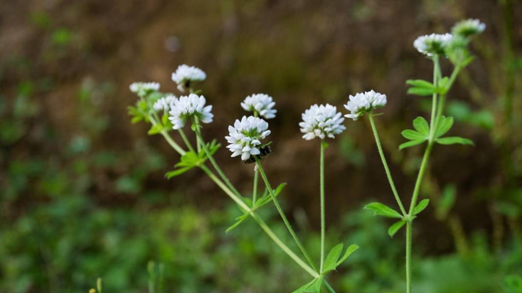 Çam Dağı'nda açan çiçekler tefekküre bir davetiye 8