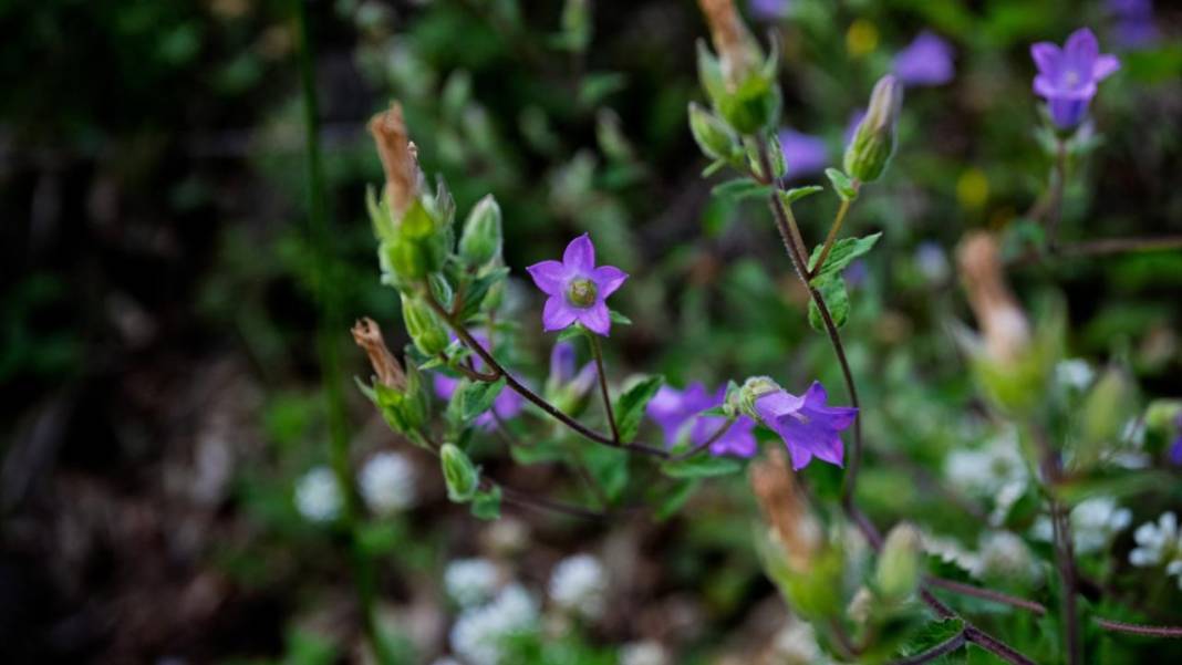 Çam Dağı'nda açan çiçekler tefekküre bir davetiye 9
