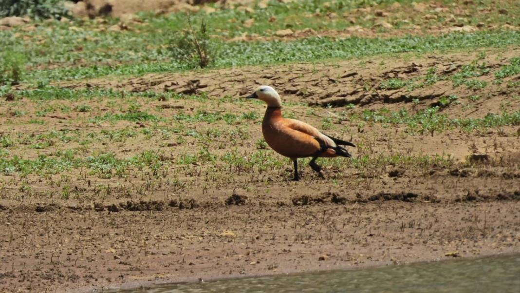 Milli park ilan edilen Geben Vadisi 4