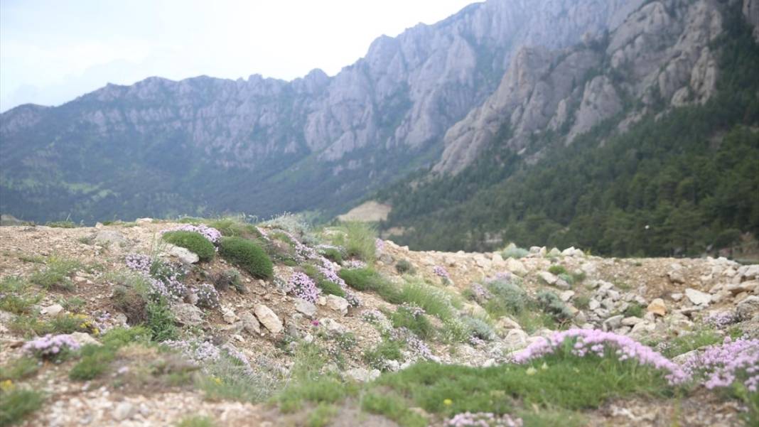 Milli park ilan edilen Geben Vadisi 5