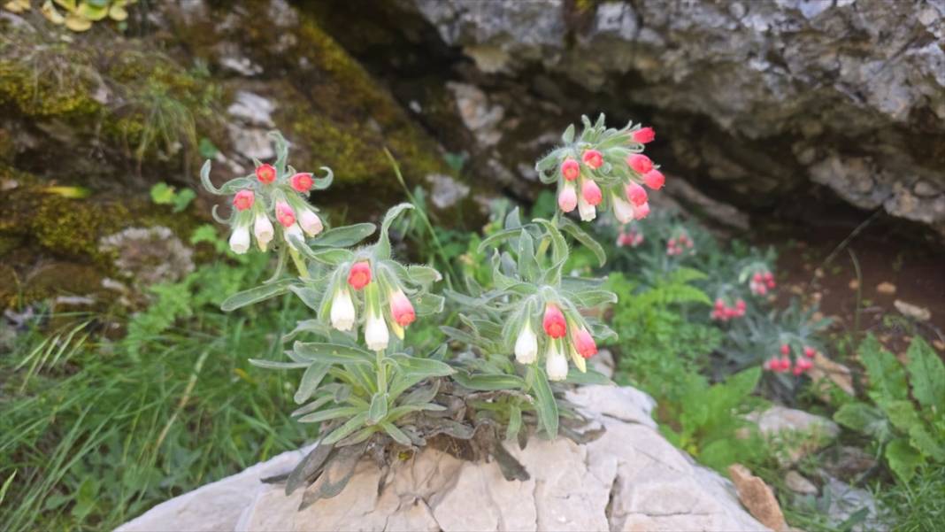 Milli park ilan edilen Geben Vadisi 6