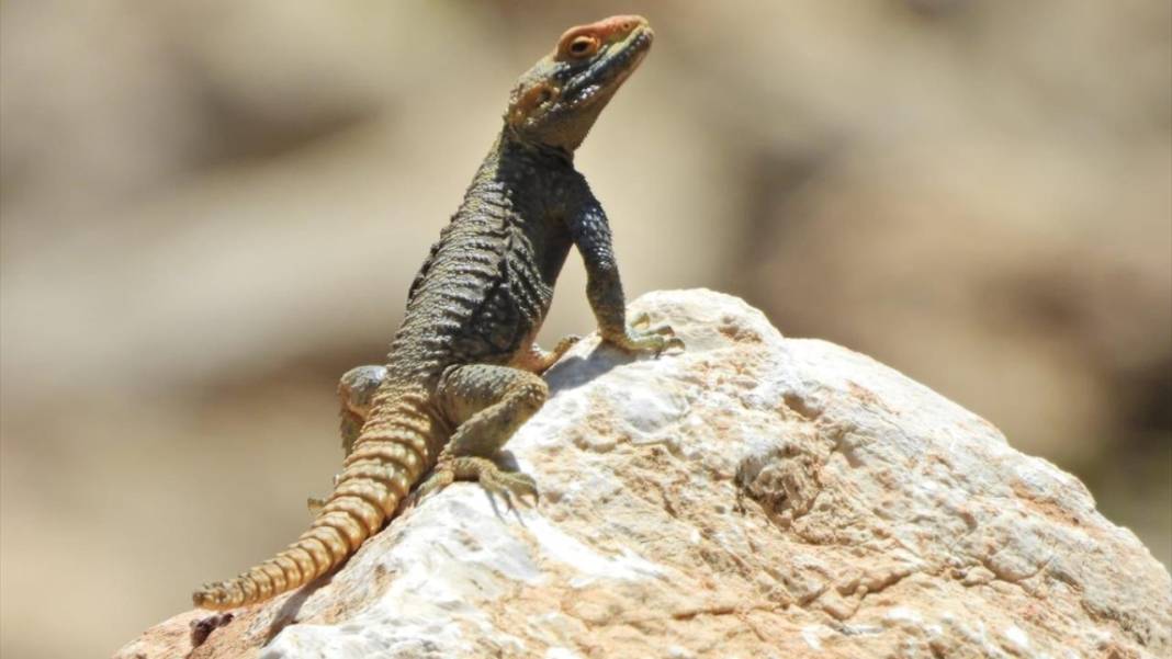 Milli park ilan edilen Geben Vadisi 8