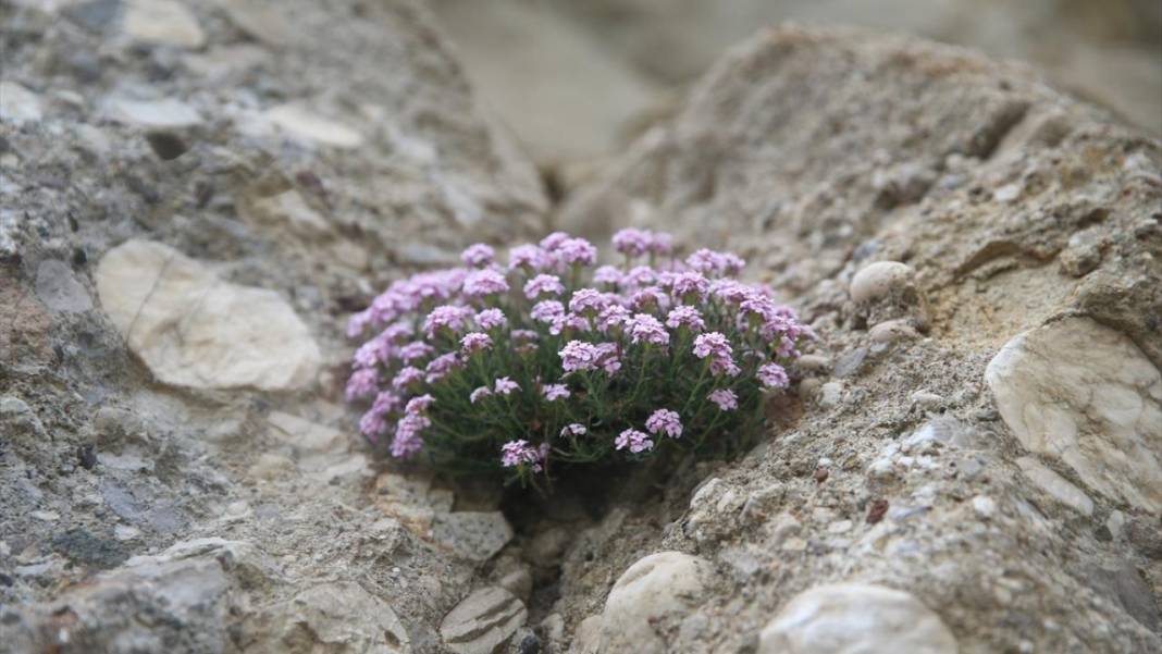 Milli park ilan edilen Geben Vadisi 9