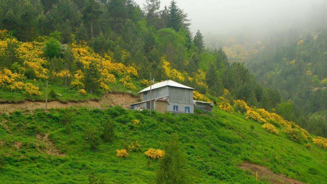 Sarı zifin çiçekleri ile Zigana renklendi 1