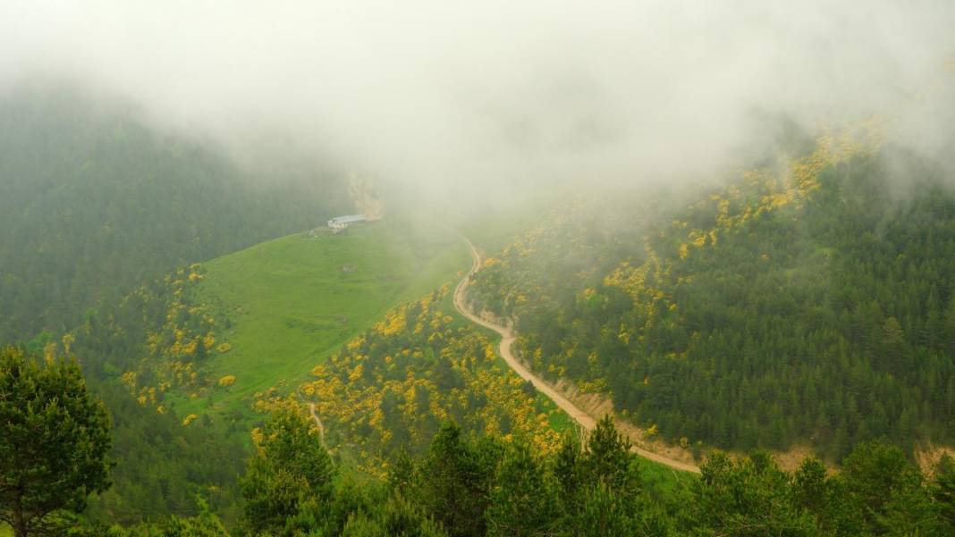 Sarı zifin çiçekleri ile Zigana renklendi 10