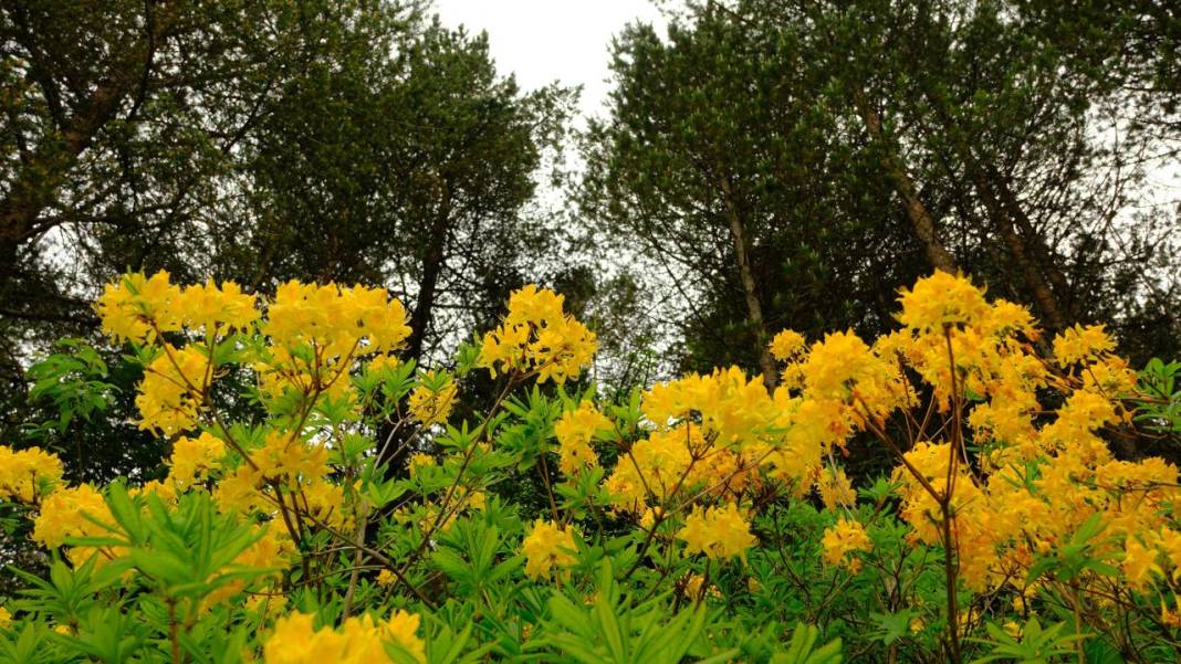 Sarı zifin çiçekleri ile Zigana renklendi 2