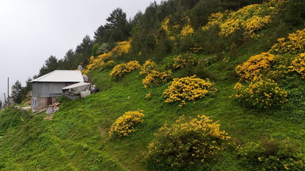 Sarı zifin çiçekleri ile Zigana renklendi 3