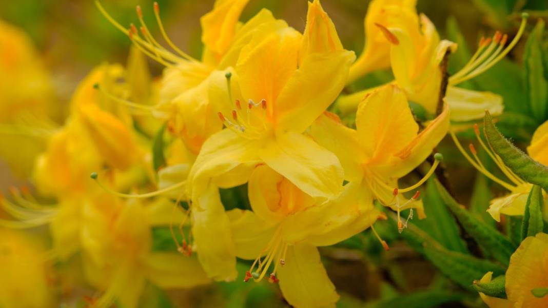 Sarı zifin çiçekleri ile Zigana renklendi 4
