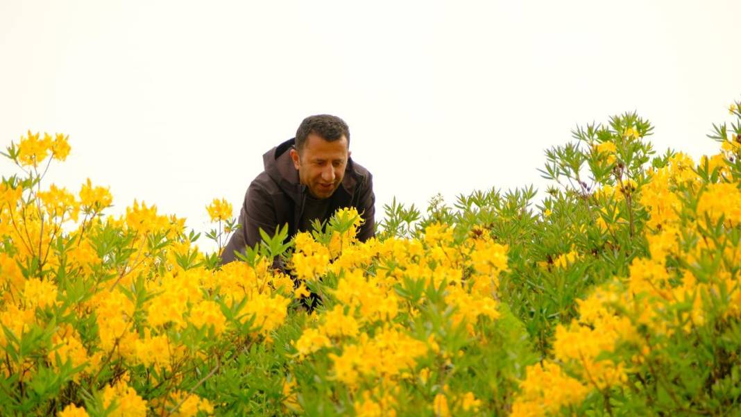 Sarı zifin çiçekleri ile Zigana renklendi 5