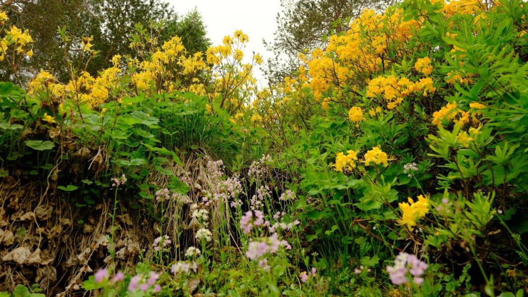 Sarı zifin çiçekleri ile Zigana renklendi 6