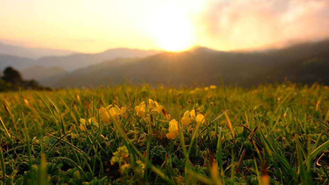 Sarı zifin çiçekleri ile Zigana renklendi 7