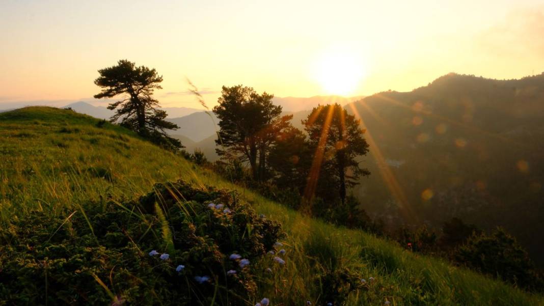 Sarı zifin çiçekleri ile Zigana renklendi 8