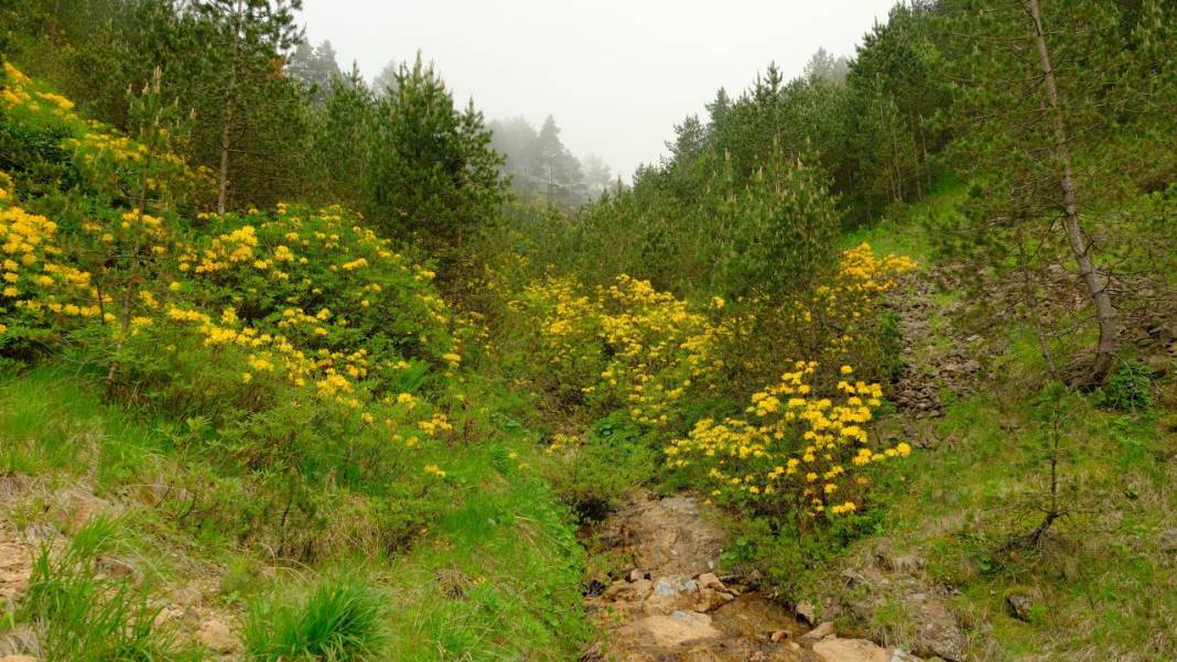 Sarı zifin çiçekleri ile Zigana renklendi 9