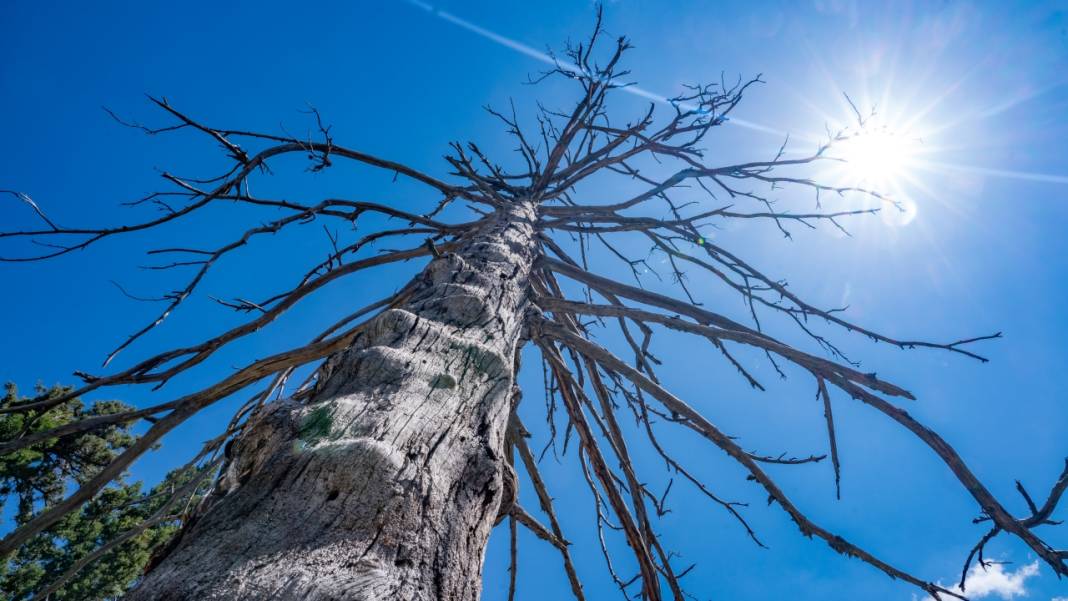 Antalya'nın Moryer Yaylası 4