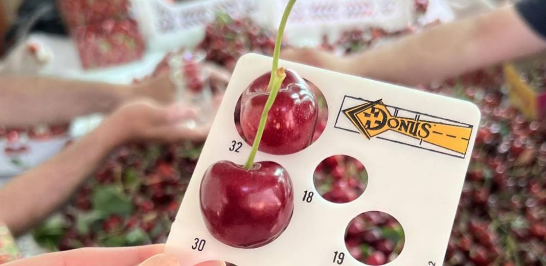 Çanakkale’de kiraz bereketi 10