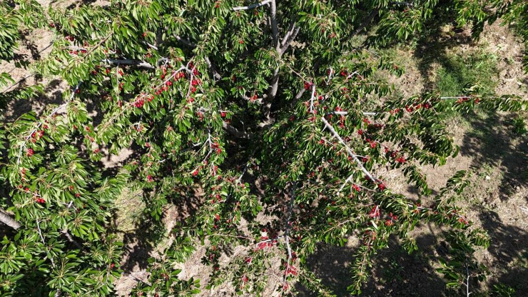 Çanakkale’de kiraz bereketi 2