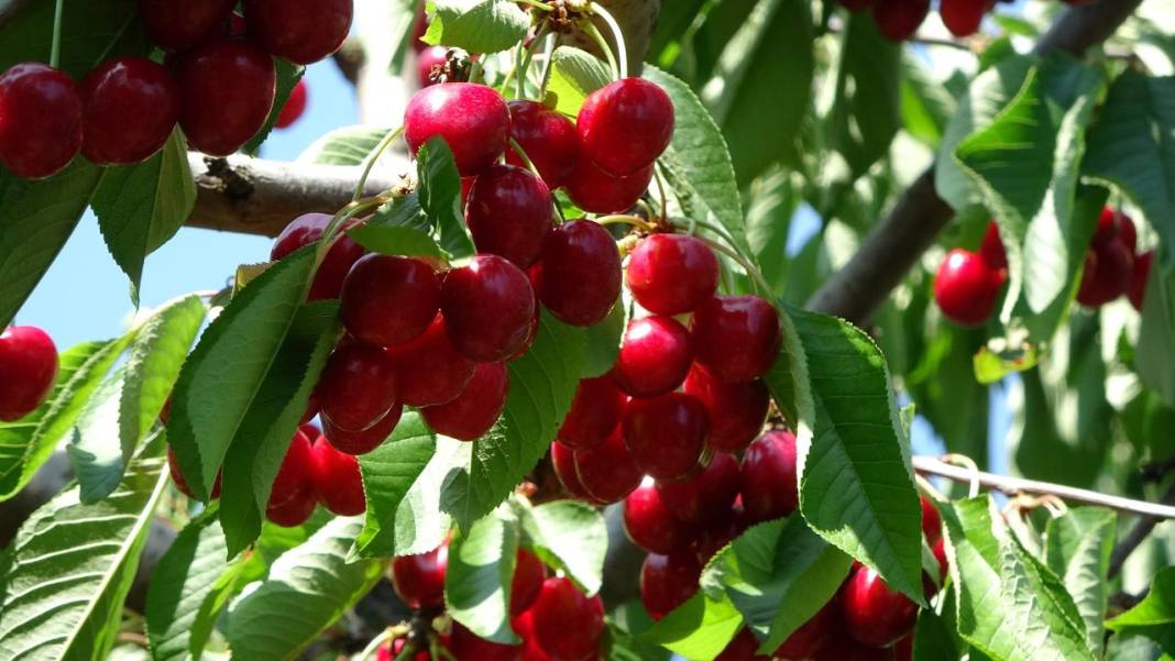 Çanakkale’de kiraz bereketi 3