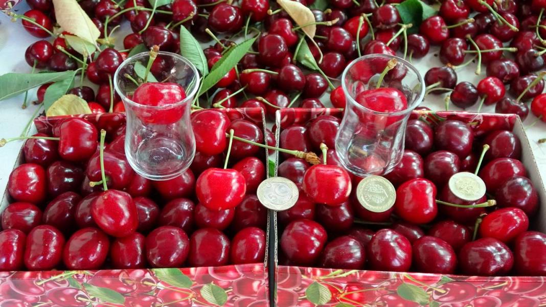 Çanakkale’de kiraz bereketi 5