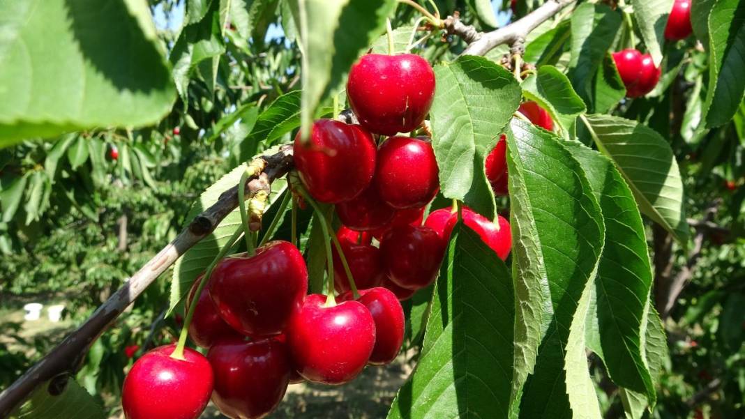 Çanakkale’de kiraz bereketi 6