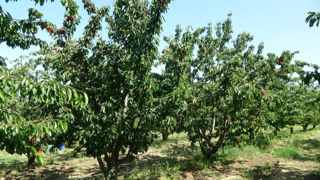 Çanakkale’de kiraz bereketi 7