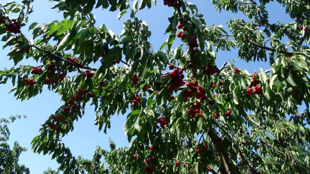 Çanakkale’de kiraz bereketi 8