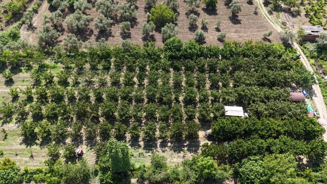 Çanakkale’de kiraz bereketi 9