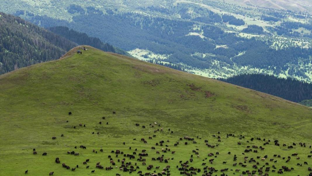Artvin’in yaylaları ve yeşilin farklı tonları 1