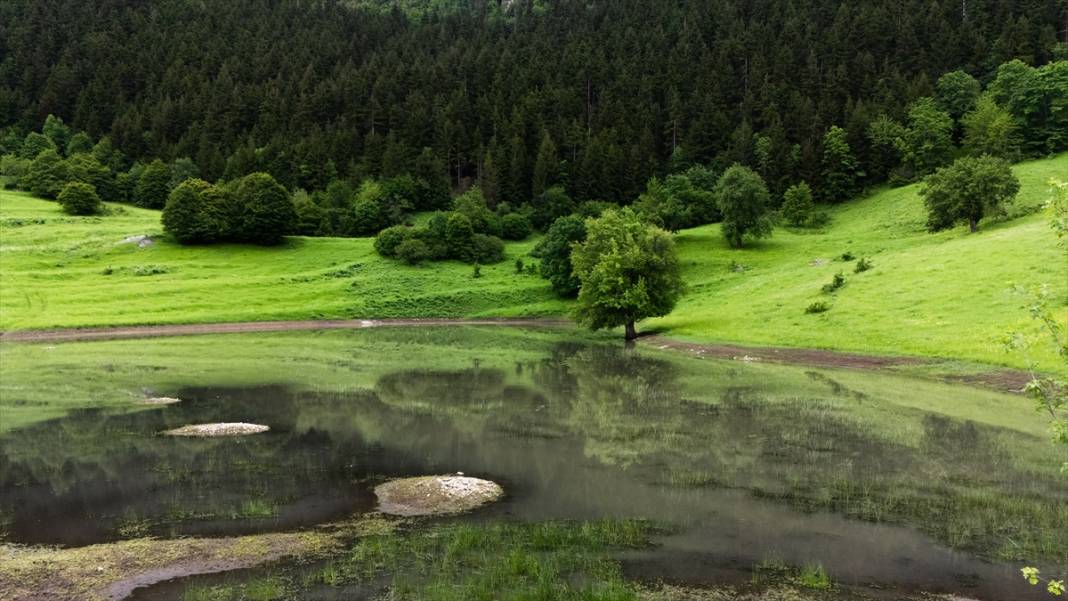 Artvin’in yaylaları ve yeşilin farklı tonları 10
