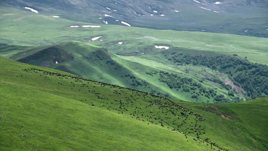 Artvin’in yaylaları ve yeşilin farklı tonları 6