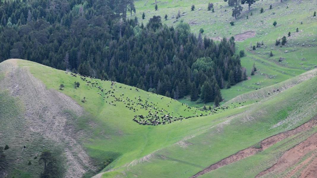 Artvin’in yaylaları ve yeşilin farklı tonları 7