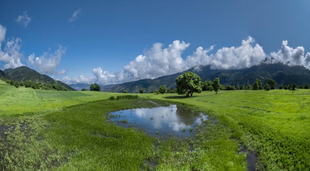 Artvin’in yaylaları ve yeşilin farklı tonları 8