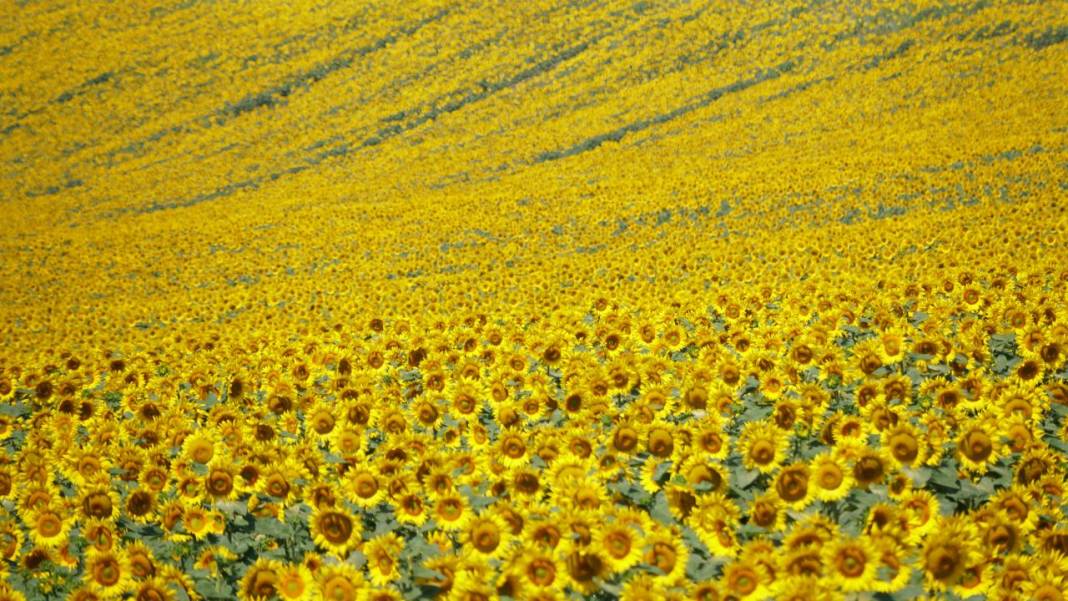 Ayçiçeği tarlalarında sarı-yeşil renk güzelliği 1