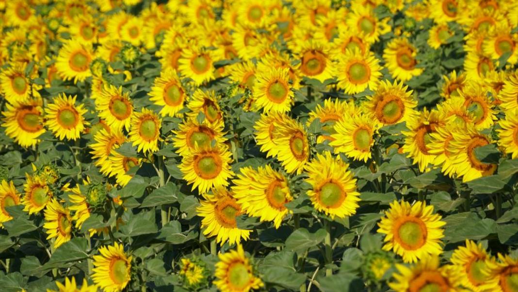 Ayçiçeği tarlalarında sarı-yeşil renk güzelliği 10