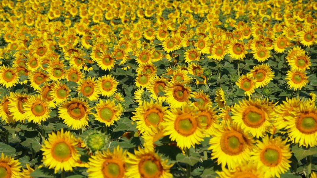 Ayçiçeği tarlalarında sarı-yeşil renk güzelliği 11