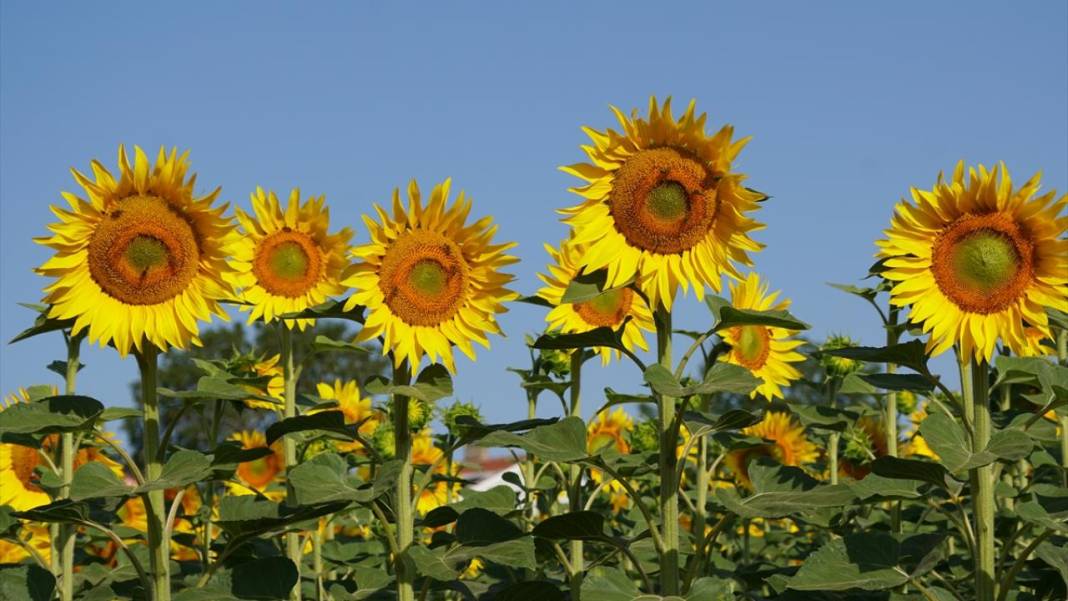 Ayçiçeği tarlalarında sarı-yeşil renk güzelliği 12
