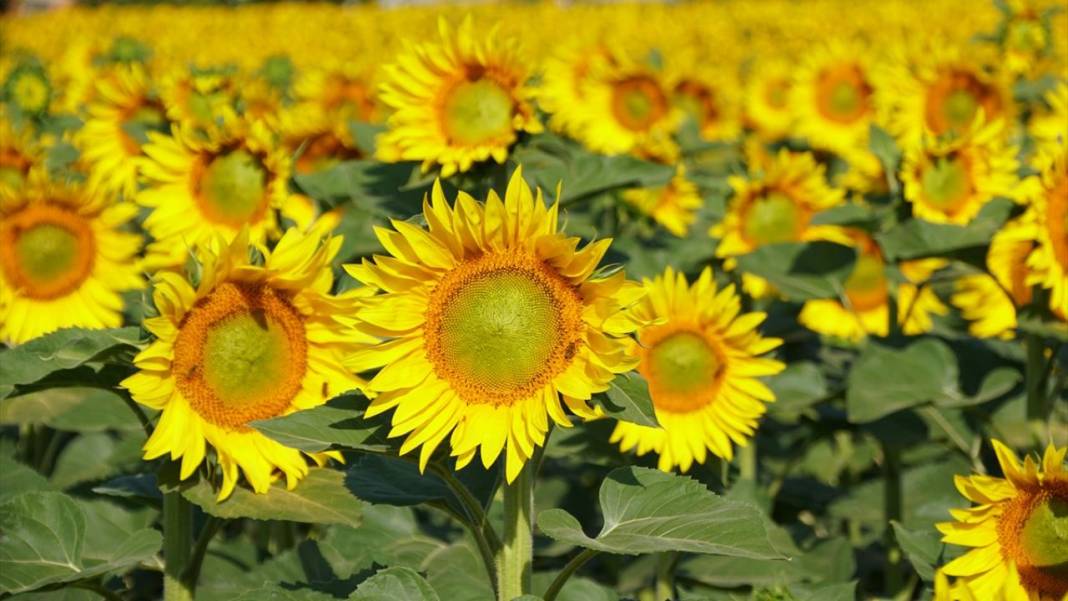 Ayçiçeği tarlalarında sarı-yeşil renk güzelliği 13