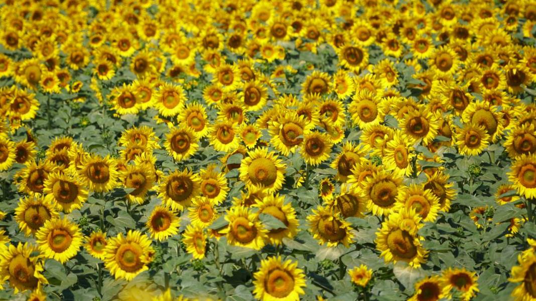 Ayçiçeği tarlalarında sarı-yeşil renk güzelliği 2