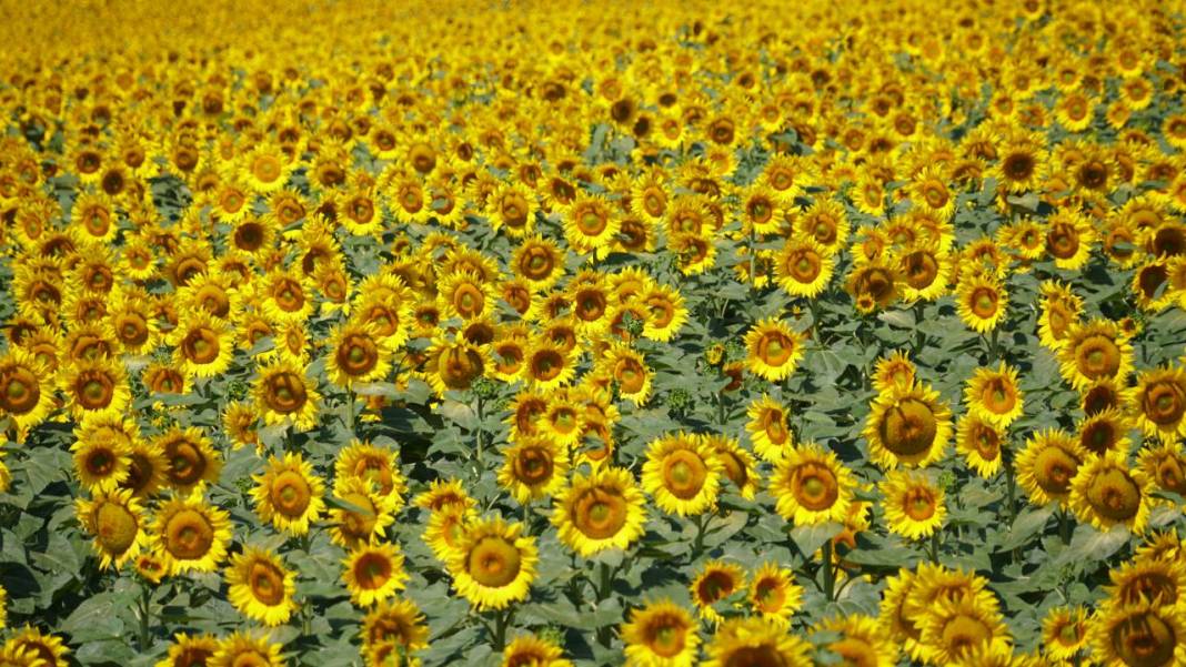 Ayçiçeği tarlalarında sarı-yeşil renk güzelliği 3