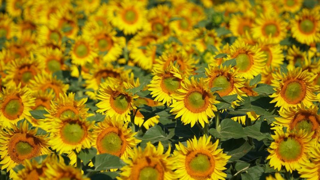 Ayçiçeği tarlalarında sarı-yeşil renk güzelliği 5