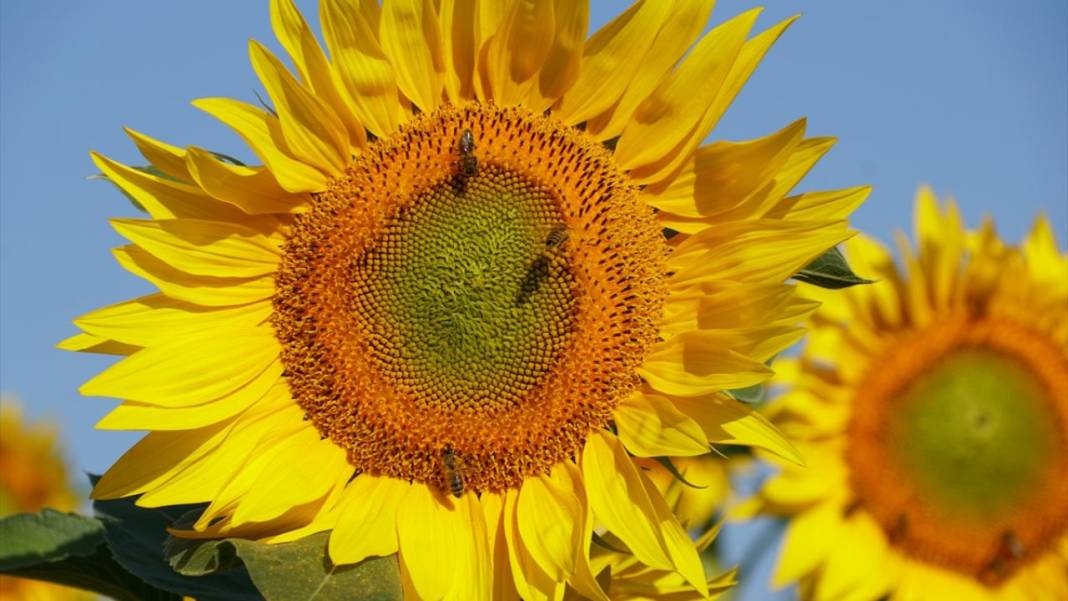 Ayçiçeği tarlalarında sarı-yeşil renk güzelliği 6