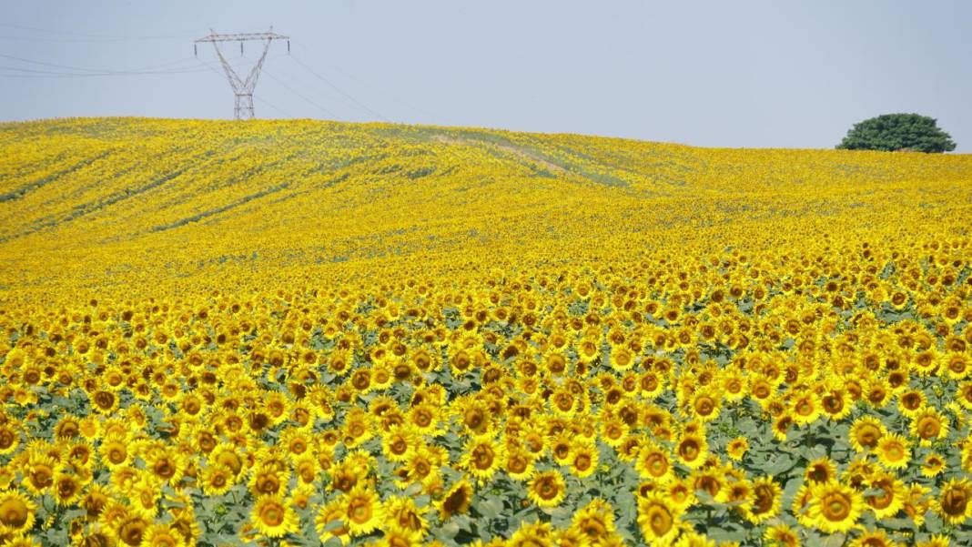 Ayçiçeği tarlalarında sarı-yeşil renk güzelliği 7