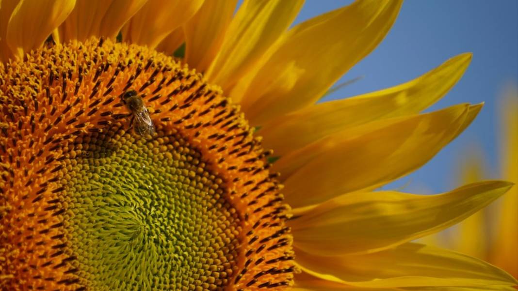 Ayçiçeği tarlalarında sarı-yeşil renk güzelliği 8