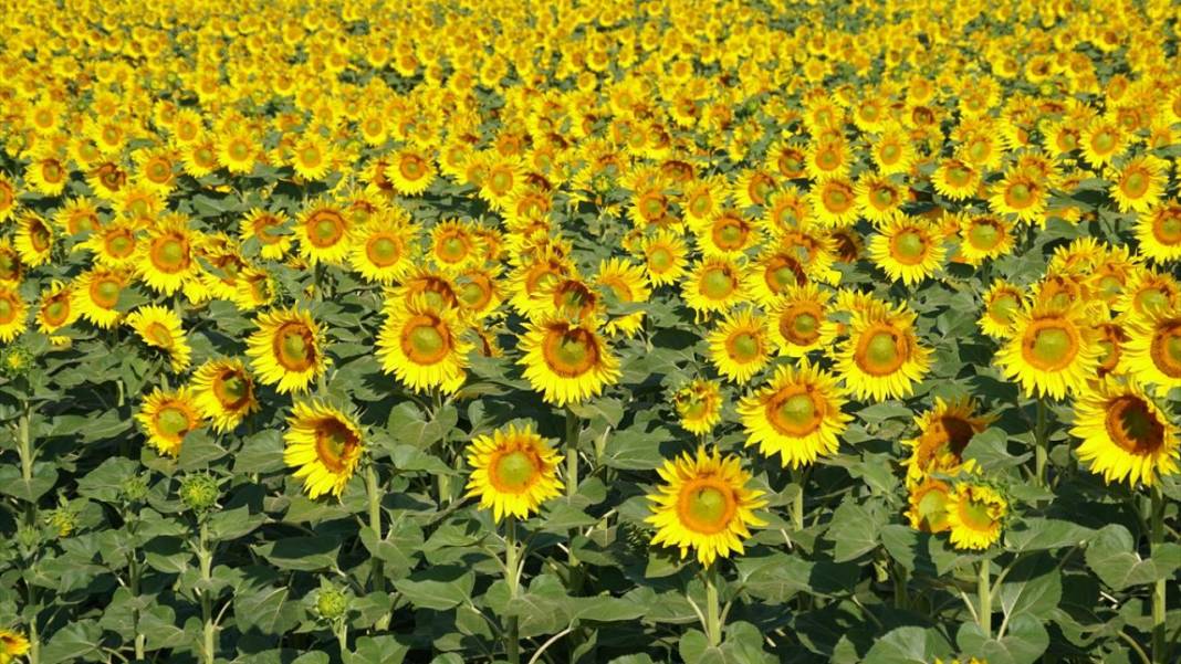 Ayçiçeği tarlalarında sarı-yeşil renk güzelliği 9
