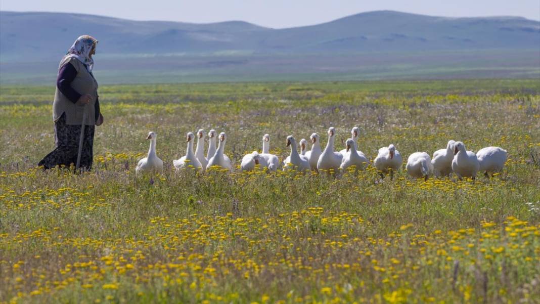 Kars'ın yaylaları sarıya büründü 1
