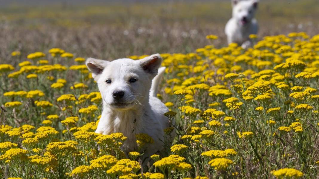Kars'ın yaylaları sarıya büründü 10