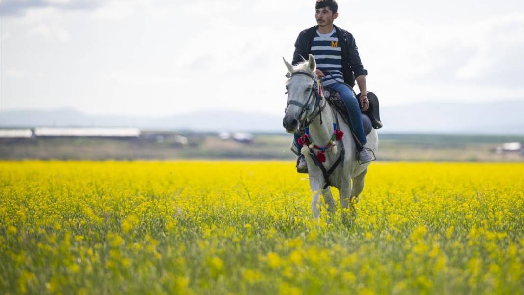 Kars'ın yaylaları sarıya büründü 11