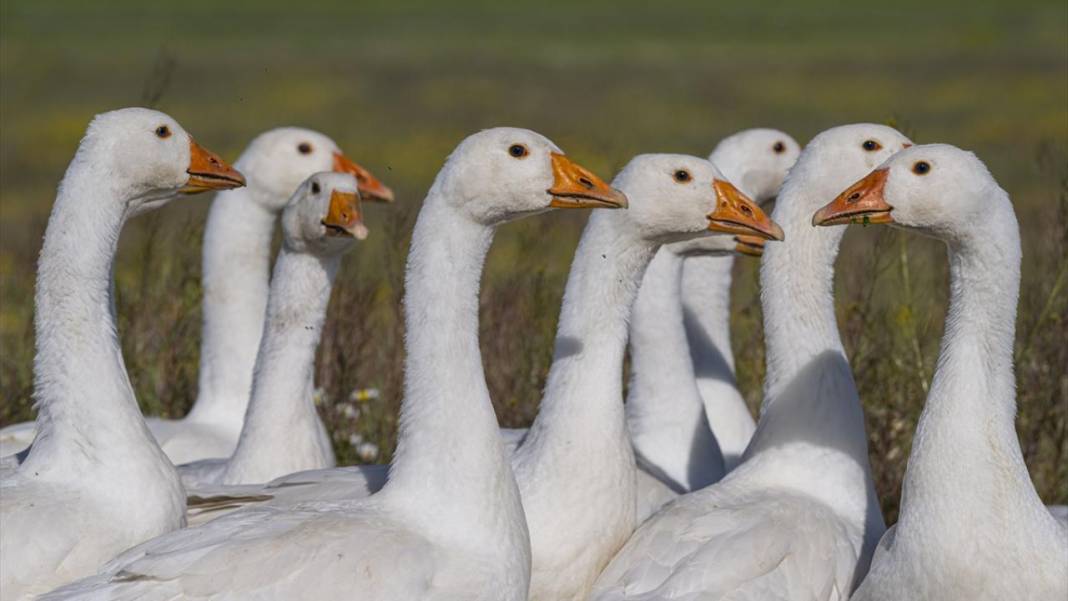Kars'ın yaylaları sarıya büründü 12