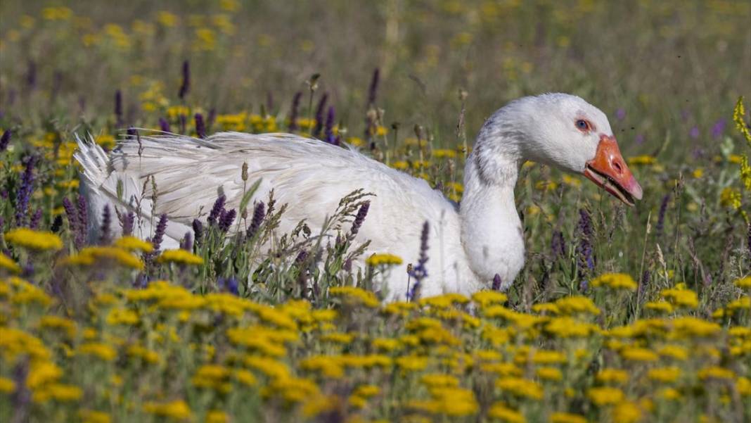 Kars'ın yaylaları sarıya büründü 13