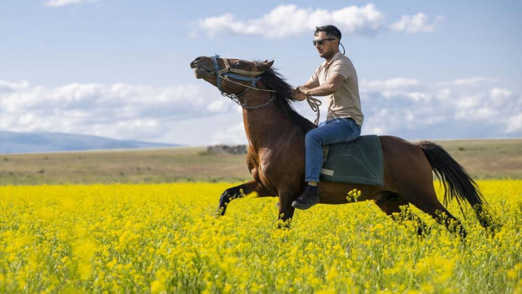 Kars'ın yaylaları sarıya büründü 2