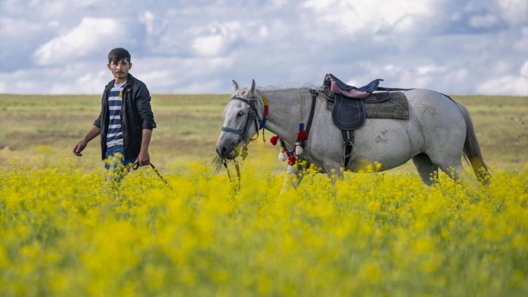 Kars'ın yaylaları sarıya büründü 3